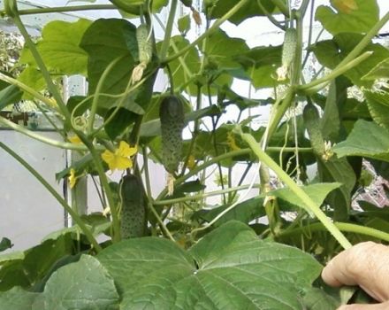 Planting, growing and the best varieties of cucumbers for a polycarbonate greenhouse in the Moscow region