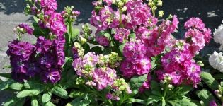 Descripción de las mejores variedades de matthiola perenne, que crece a partir de semillas.