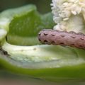 Pests of sweet pepper and the fight against them: what to do, what to treat