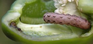 Plagas de pimiento dulce y la lucha contra ellas: qué hacer, qué tratar.