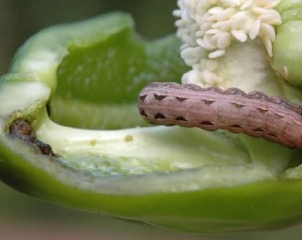 Pests of sweet pepper and the fight against them: what to do, what to treat