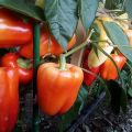 Description of varieties of pepper Khalifa, Antey and Flamenco, cultivation and yield with photo