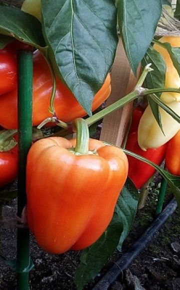 Description of varieties of pepper Khalifa, Antey and Flamenco, cultivation and yield with photo