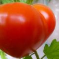 Caractéristiques et description de la variété de tomate Budenovka, son rendement