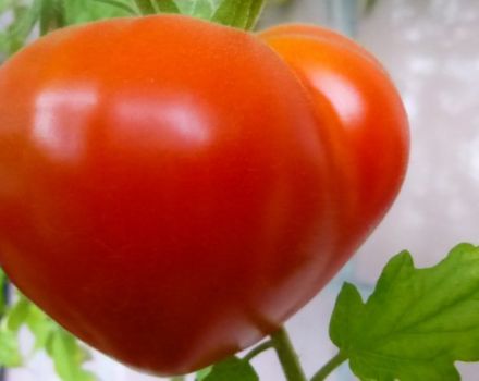 Caractéristiques et description de la variété de tomate Budenovka, son rendement