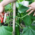 Paano kurutin ang mga pipino sa isang greenhouse nang tama nang hakbang