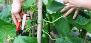 Paano kurutin ang mga pipino sa isang greenhouse nang tama nang hakbang