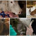 How much cows are afraid of injections and types of injections, where to do and mistakes