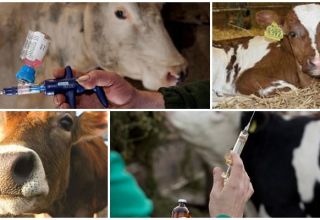 Combien de vaches ont peur des injections et des types d'injections, où faire des erreurs