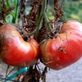 Comment lutter contre le mildiou sur les tomates en serre et en plein champ