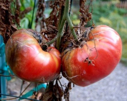 Cómo lidiar con el tizón tardío en los tomates en un invernadero y en campo abierto