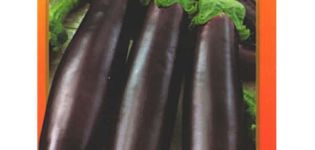 Description of the eggplant variety King of the F1 market, features of cultivation and care