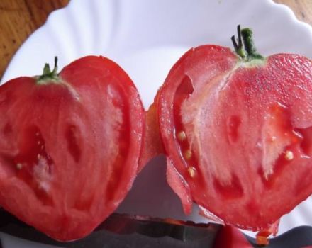 Characteristics and description of tomato varieties Loving heart and Red oil heart, their productivity