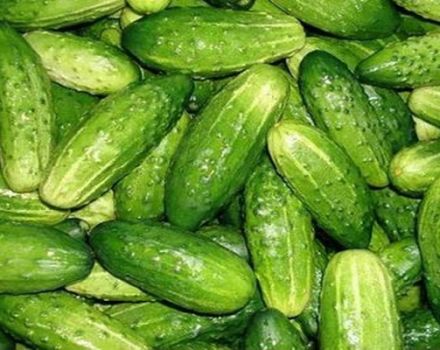 Description of the Mamluk cucumber variety, its cultivation and care