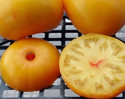 Characteristics and description of the tomato variety Grandma's kiss, its yield