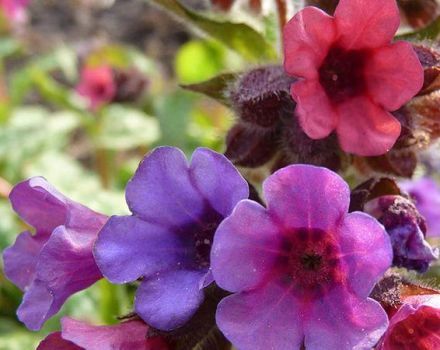 Reglas para plantar y cuidar la pulmonaria en campo abierto, variedades y cultivo.