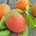 Description of the apricot variety Red-cheeked and diseases, planting and care, winter hardiness