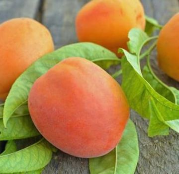 Description of the apricot variety Red-cheeked and diseases, planting and care, winter hardiness