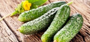 Description of the best, yielding varieties of cucumbers for polycarbonate greenhouses