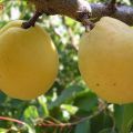 Description of apricot variety Limonka and characteristics of yield, nuances of cultivation