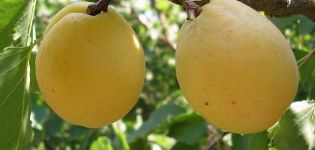 Description of apricot variety Limonka and characteristics of yield, nuances of cultivation