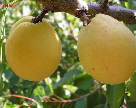 Description de la variété d'abricot Limonka et caractéristiques de rendement, nuances de culture