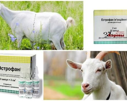 Composition and instructions for use of Estrofana for goats, dosage and analogues