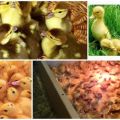 Care and maintenance of day-old ducklings, how they look and the temperature in the brooder