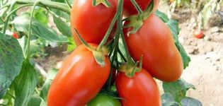 Characteristics and description of the tomato variety Ladies' saint