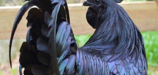 The history of the emergence and breed of black chickens with black meat, maintenance rules