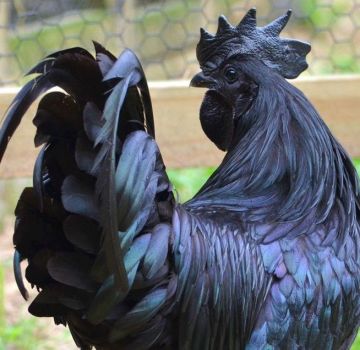 L'histoire de l'émergence et de la race de poulets noirs à viande noire, règles d'entretien