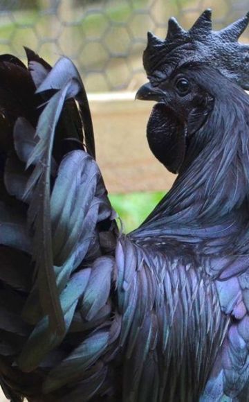 The history of the emergence and breed of black chickens with black meat, maintenance rules