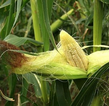 Kawasan di mana jagung tumbuh dan paling baik ditanam di Rusia dan dunia