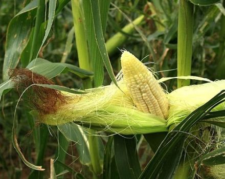 Areas where corn grows and is best grown in Russia and the world