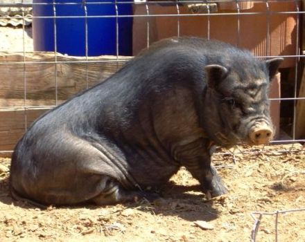 Què cal fer si el porc no s’aixeca, causes del problema i mètodes de tractament