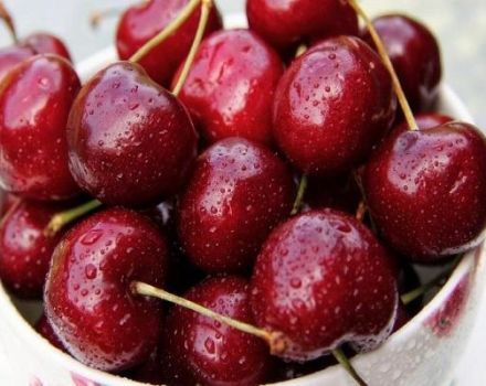 Characteristics and description of Vasilisa cherry varieties, planting and care