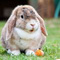 Surnoms amusants et originaux pour les lapins, comment habituer votre animal à un nom