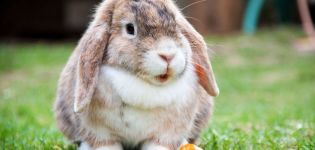 Surnoms amusants et originaux pour les lapins, comment habituer votre animal au nom