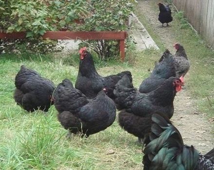 Description and characteristics of the Jersey giant chicken breed, egg production