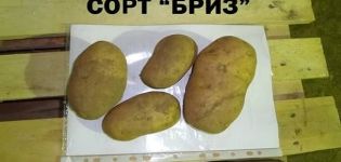 Features of growing potatoes of the Breeze variety, description and characteristics