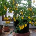 How to plant and grow citrus fruits at home from seed