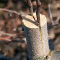 Comment et quand est-il préférable de planter une poire avec des boutures fraîches étape par étape pour les débutants