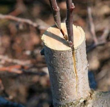 Comment et quand est-il préférable de planter une poire avec des boutures fraîches étape par étape pour les débutants