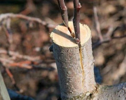 Comment et quand est-il préférable de planter une poire avec des boutures fraîches étape par étape pour les débutants