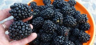 Penerangan dan ciri-ciri blackberry Kiova, pembiakan dan penjagaan