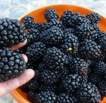 Description and characteristics of Kiova blackberries, reproduction and care