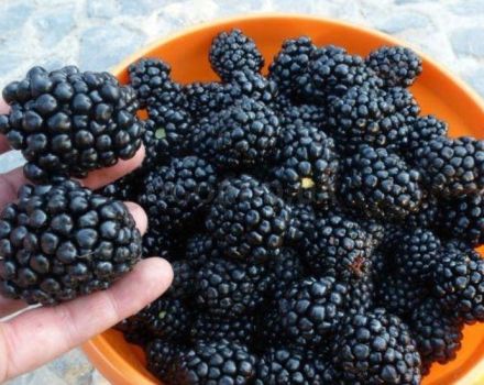 Description and characteristics of Kiova blackberries, reproduction and care