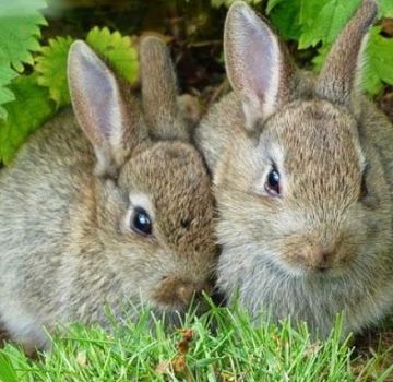 Rules for raising rabbits for meat at home