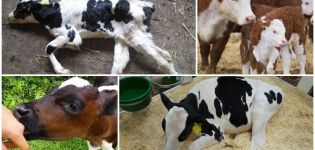 Causes and symptoms of paratyphoid fever in calves, treatment and prevention