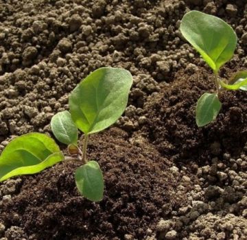 Comment bien cultiver et entretenir les aubergines en plein champ, technologie agricole